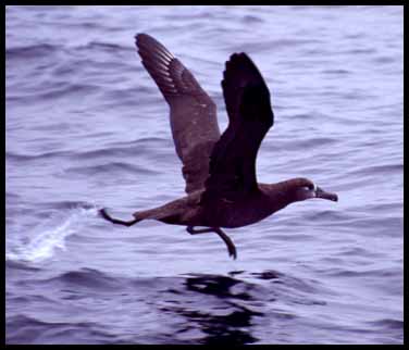 Black Footed Albatross (20K)