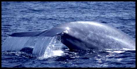 Monterey Bay Whale Watch -- Blue Whale Photo