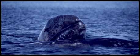 Gray Whale Calf (11K)