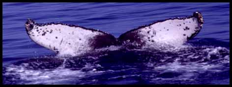 Humpback Whale ID photo (16K)