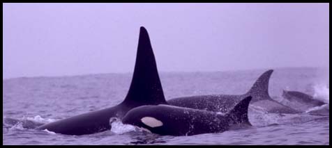Killer whales, photo by Nancy Black