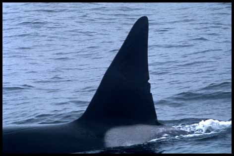 Killer Whale ID photo (21K)