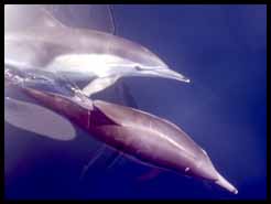Long beaked common dolphins (9K)
