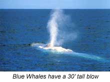 Blue whales have a 30-foot tall blow