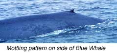 Blue Whale photo illustrating mottling pattern on side