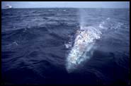 Click for larger Gray Whale photo