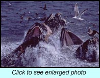 Humpback Whales lunge-feeding