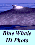 Blue Whale ID photo