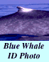 Blue Whale ID Photo