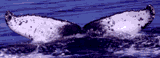 Humpback Whale ID Photo