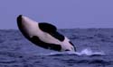 Click for full-size Killer whale photo