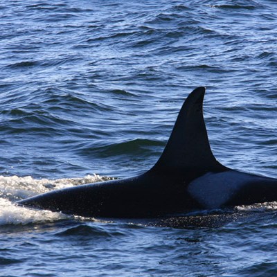 a whale jumping out of the water