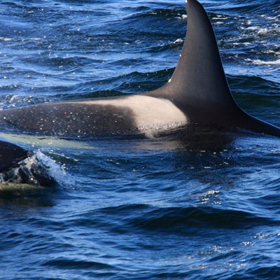 a dolphin jumping out of the water