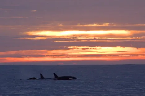 a sunset over a body of water