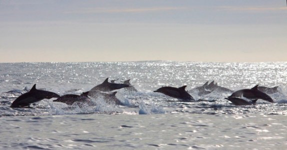 a group of people swimming in a body of water