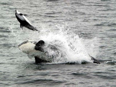 a person riding a wave on a surfboard in the water