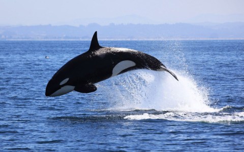 a whale jumping out of the water