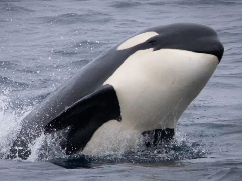 a dolphin jumping out of the water