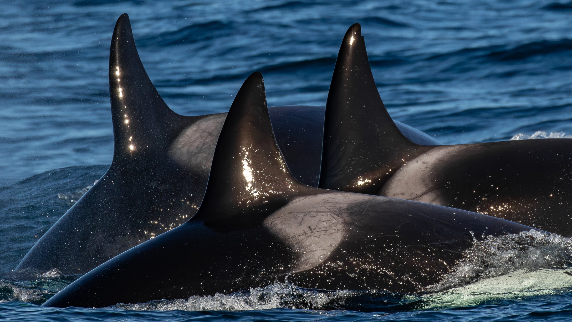 a group of three orcas