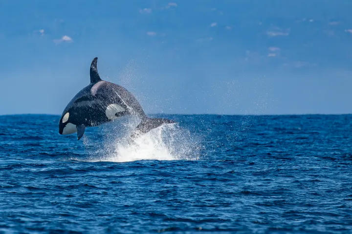an orca breaching