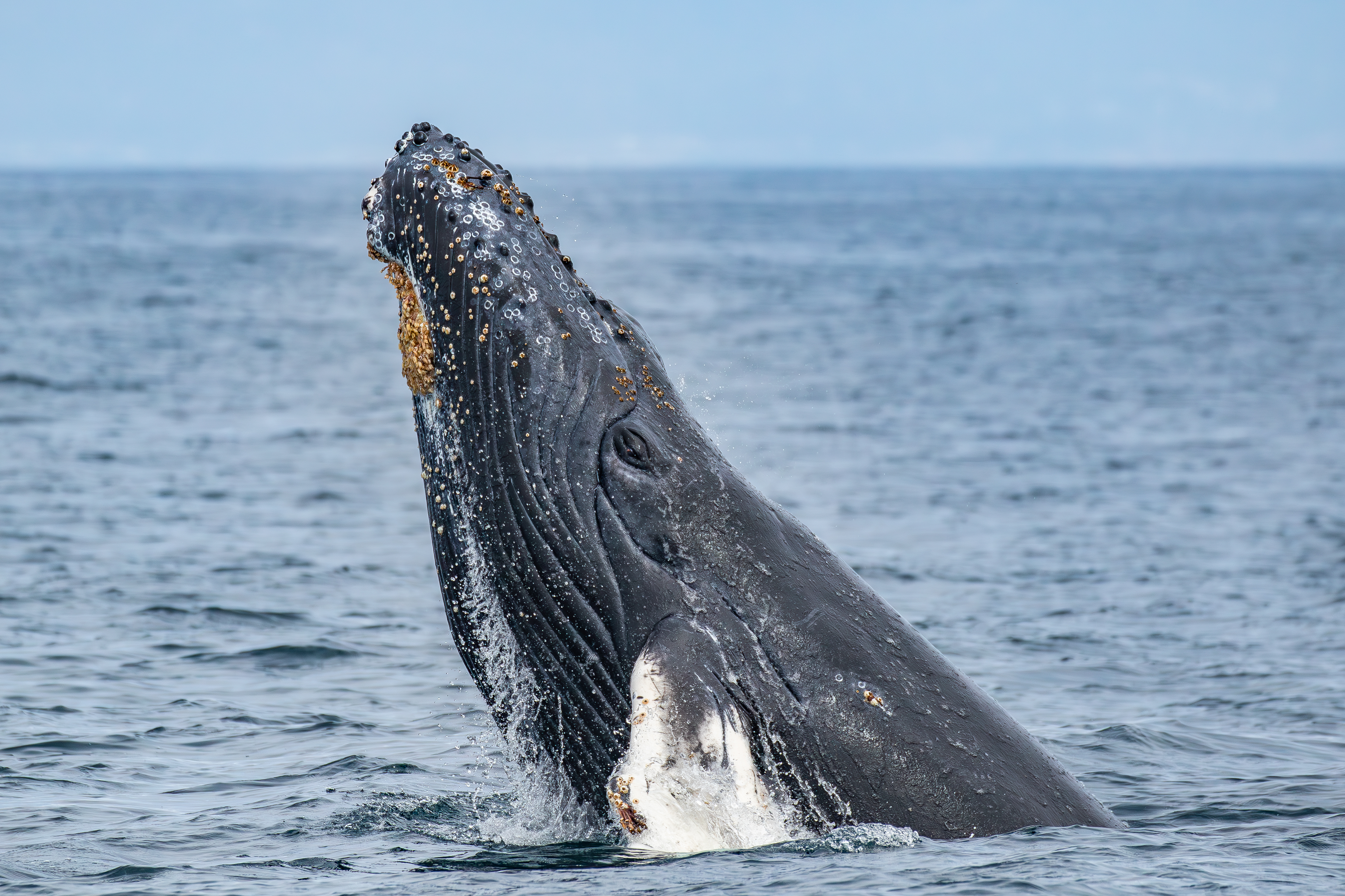 Humpback Whales in California | Monterey Bay Whale Watch