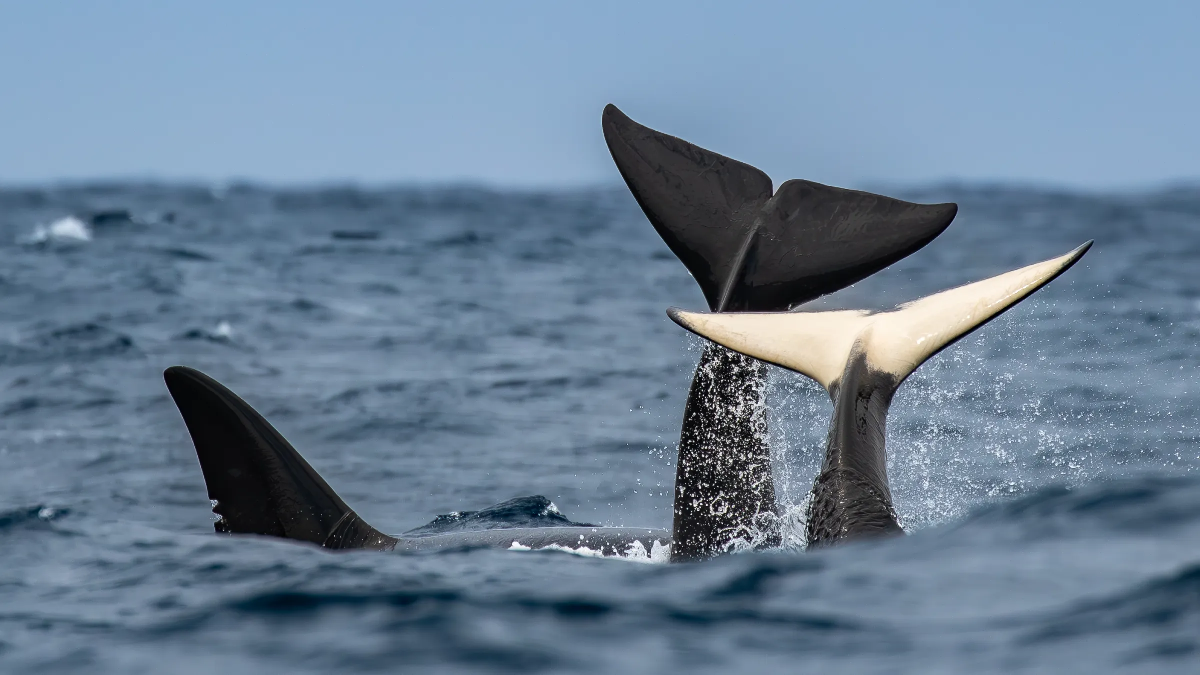 a group of killer whales