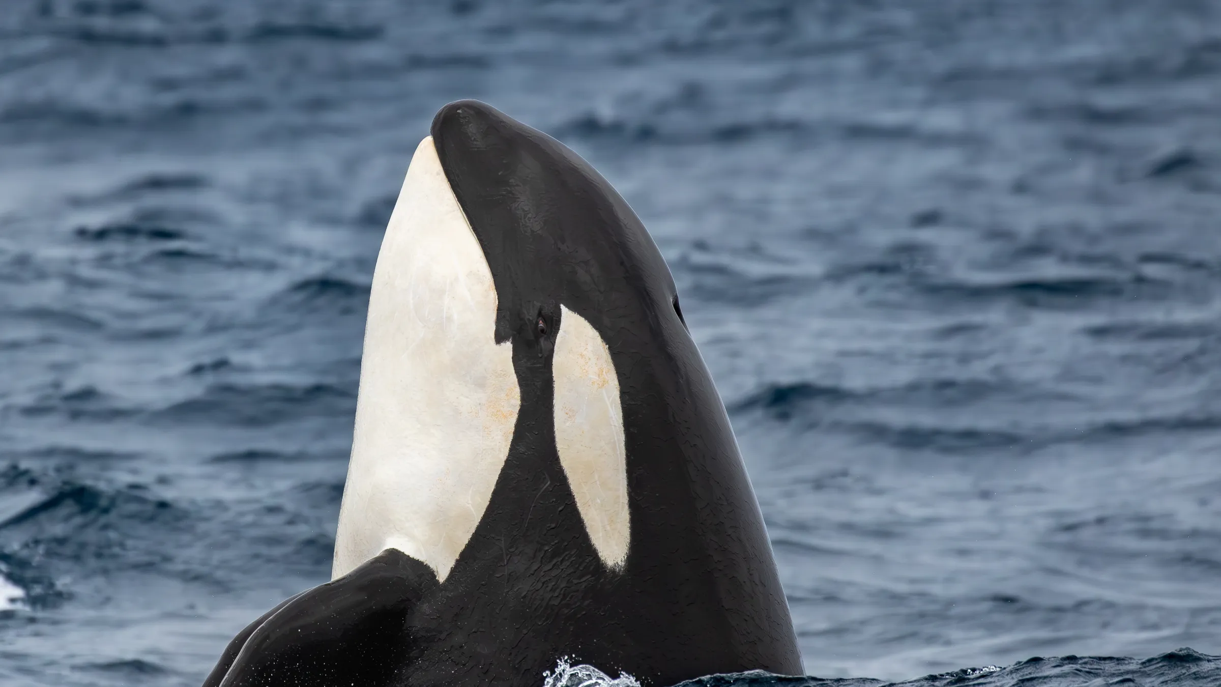 Killer Whale spy-hopping