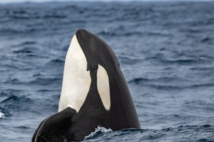 Killer Whale spy-hopping