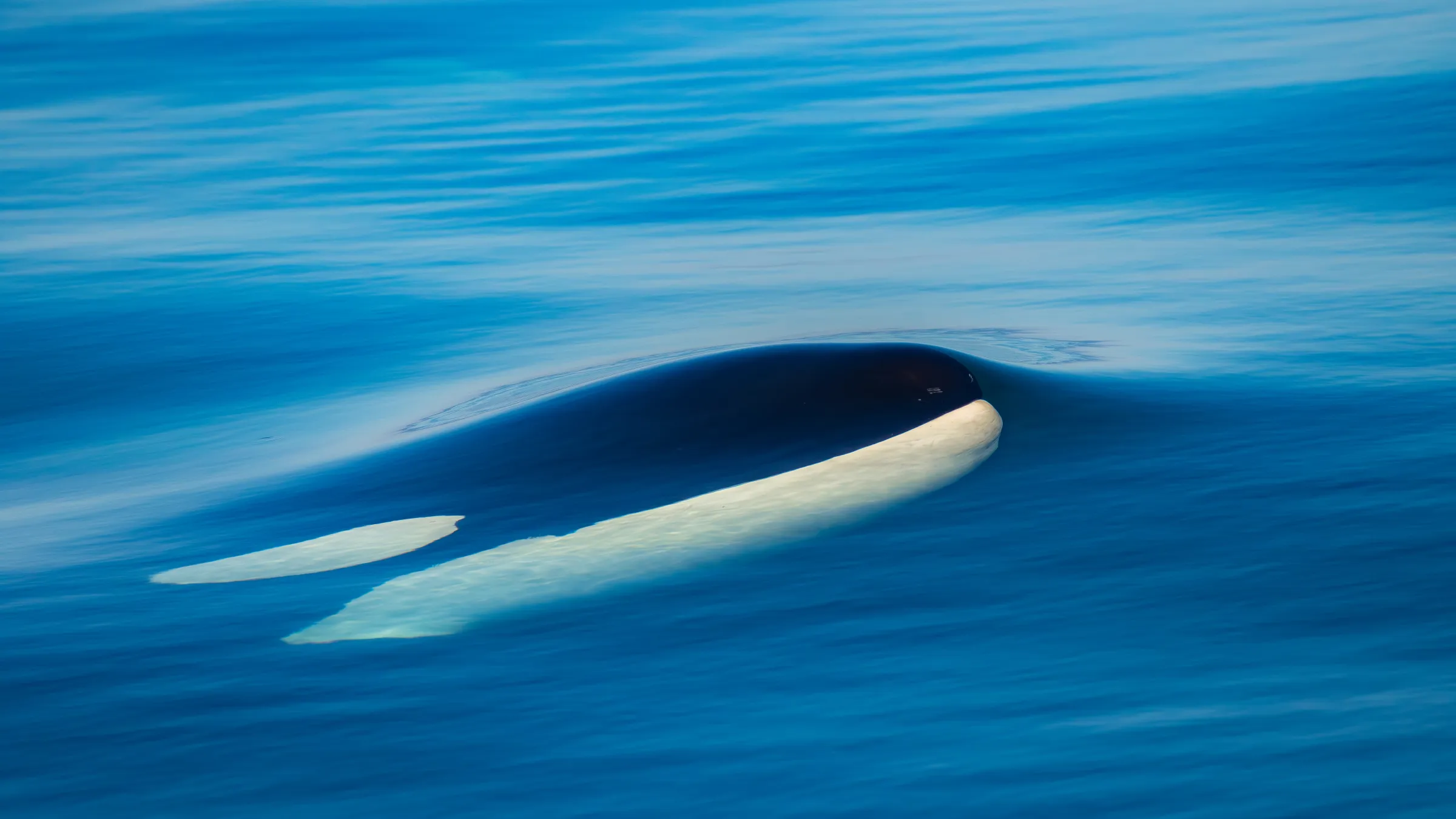 a killer whale swimming