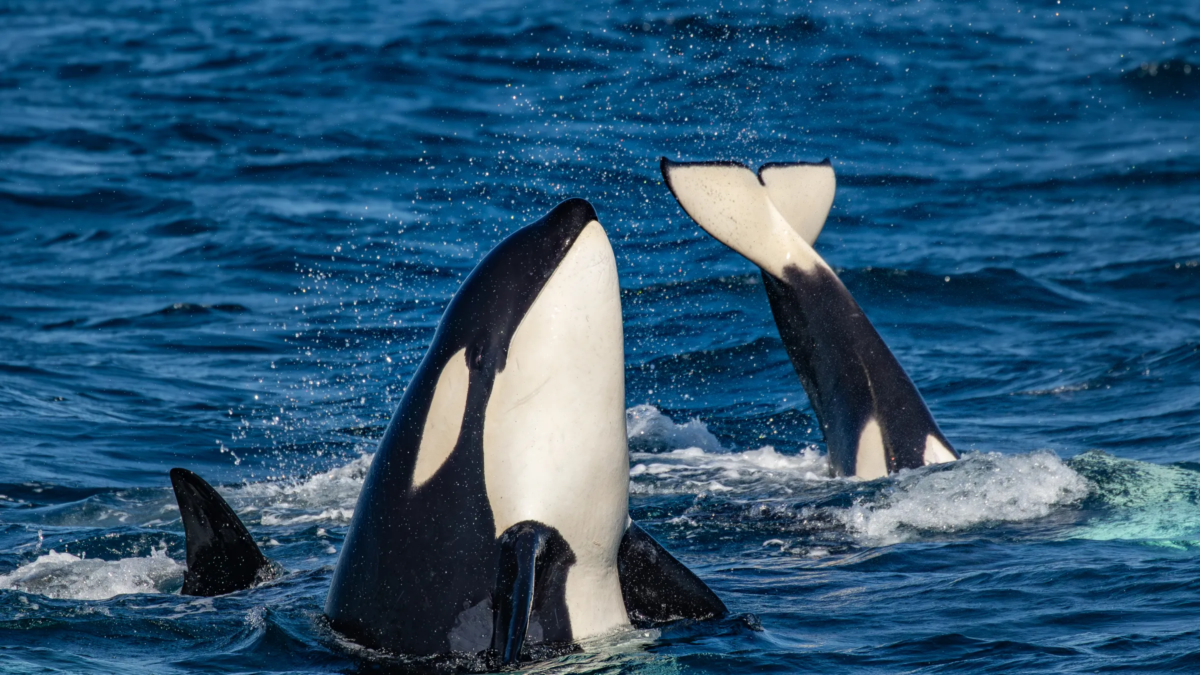 two killer whales