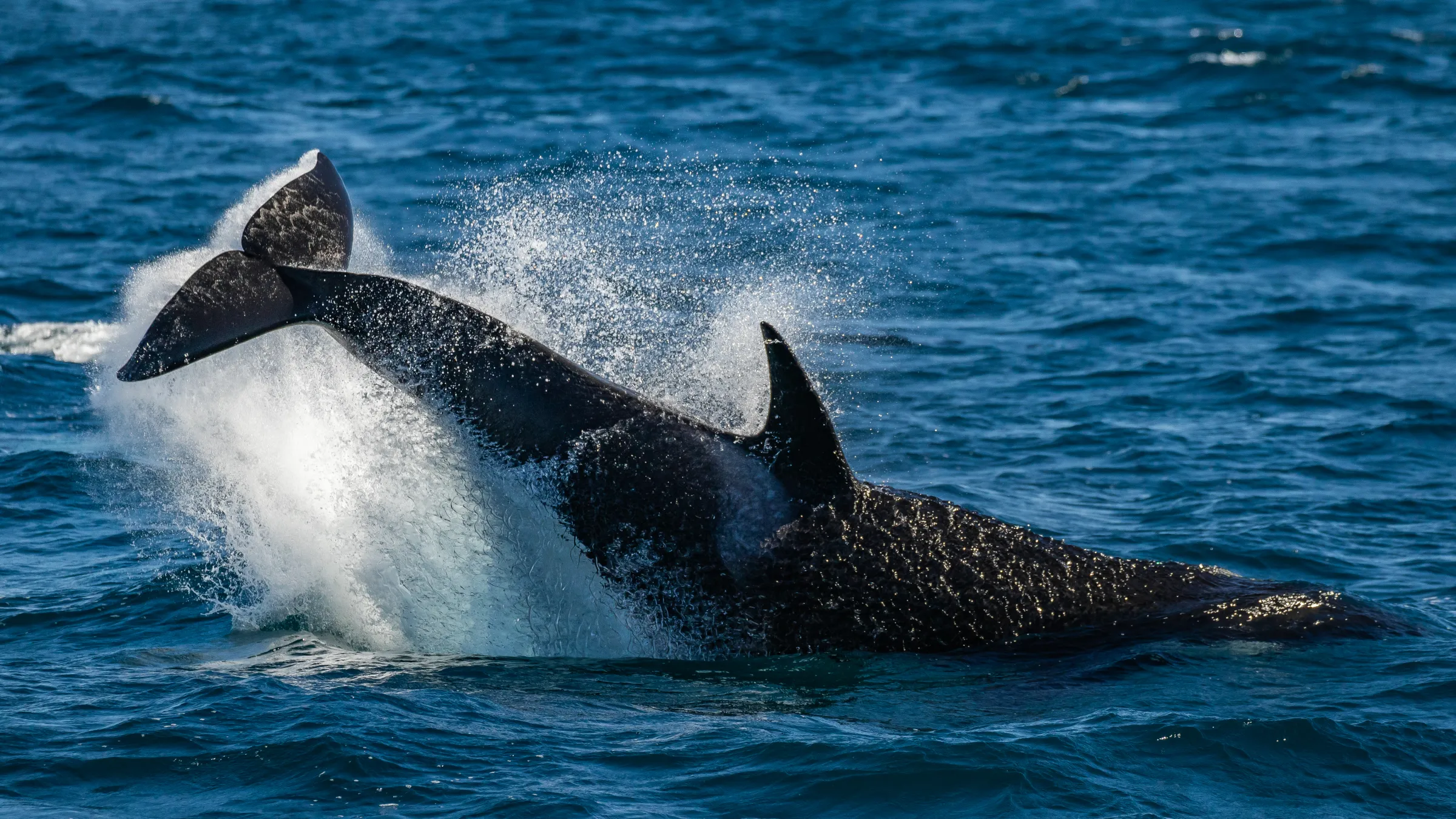 An orca tail-lobbing