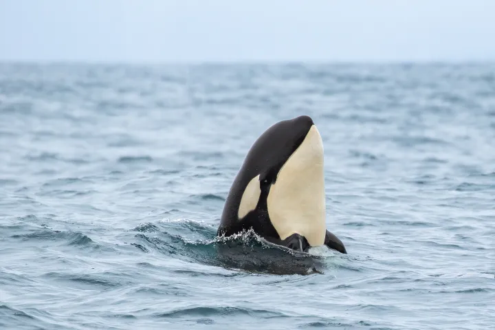 Killer whale spy-hopping