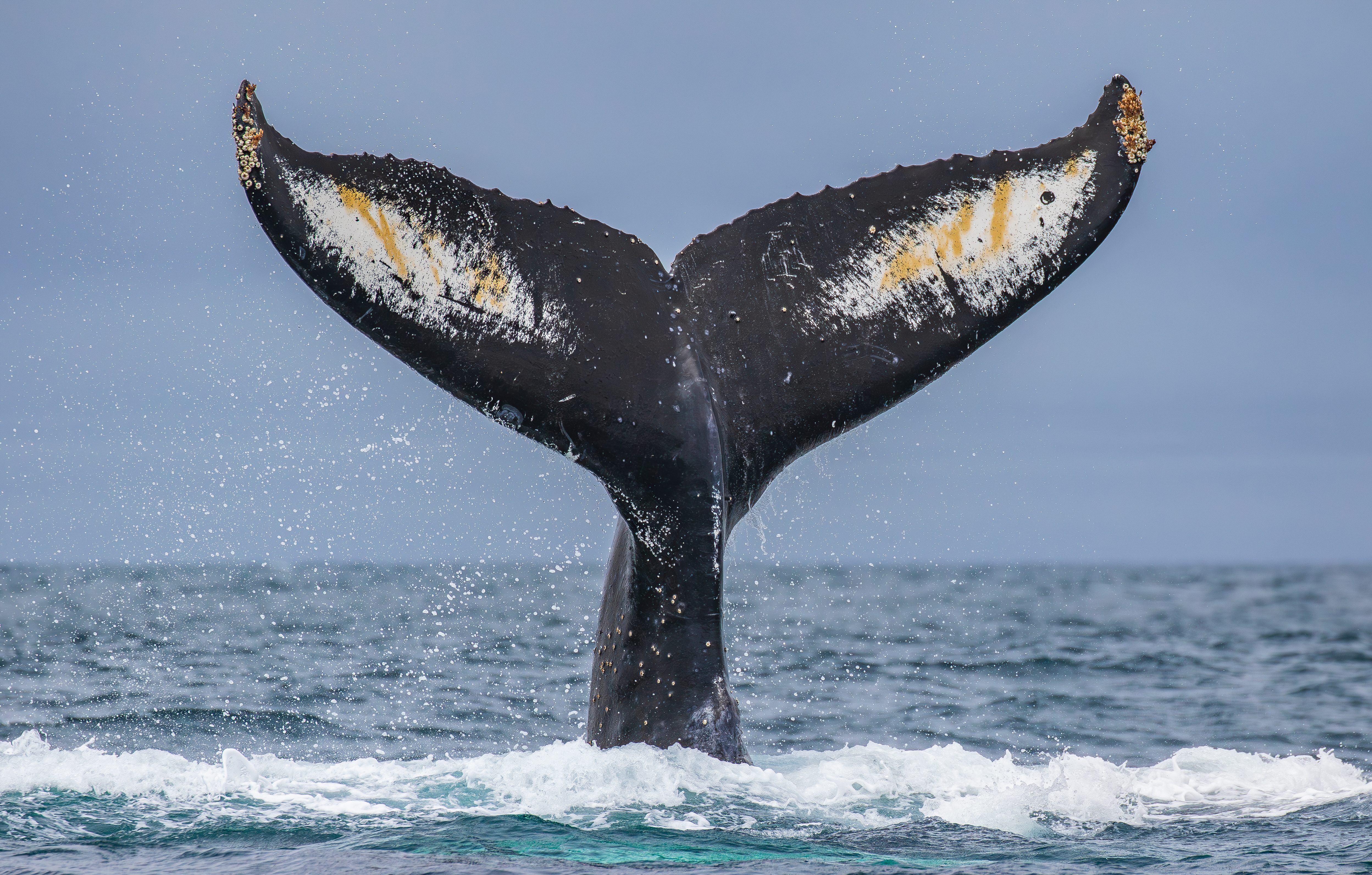 Humpback Whales in California | Monterey Bay Whale Watch