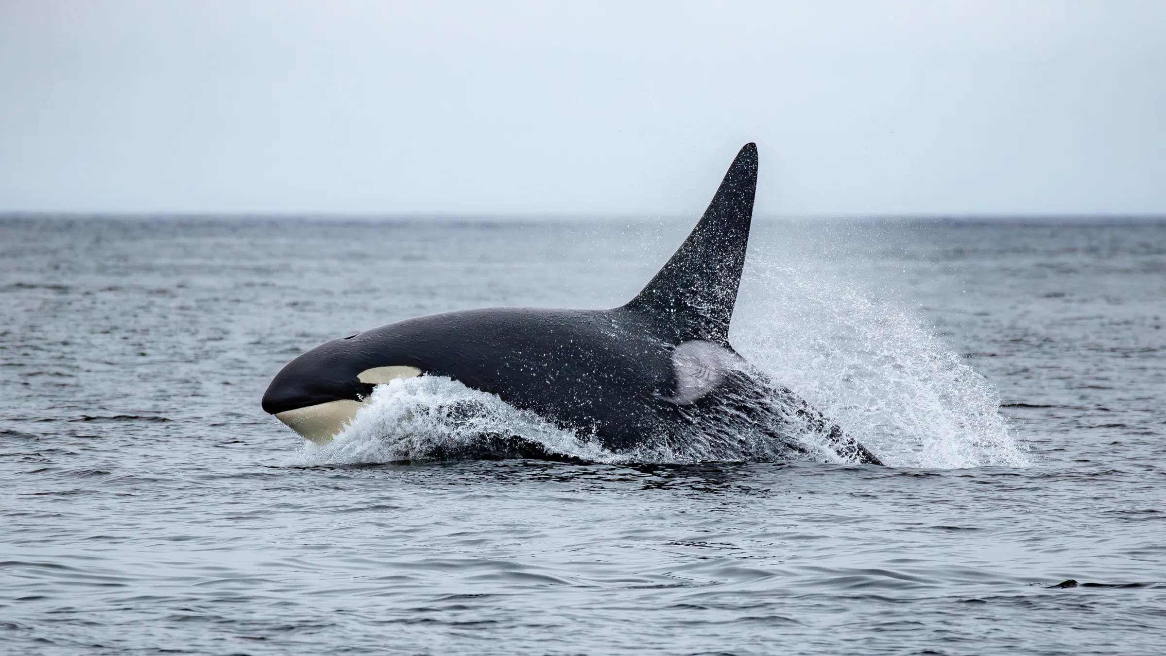 killer whale breaching