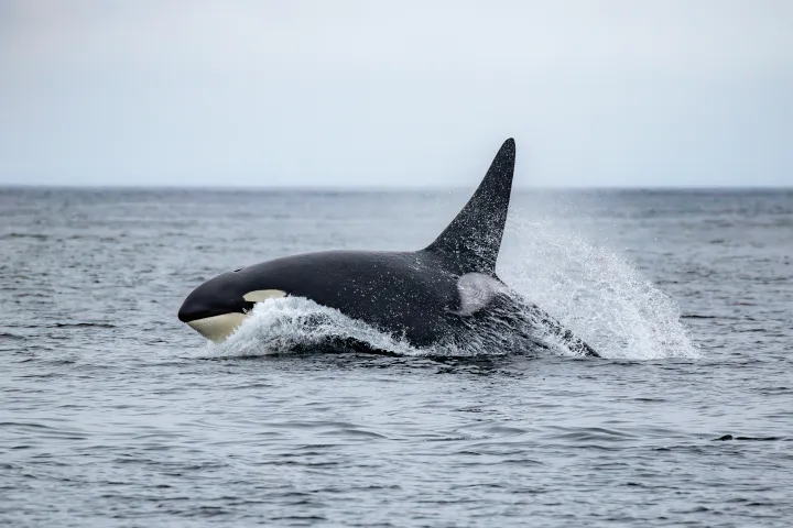 killer whale breaching