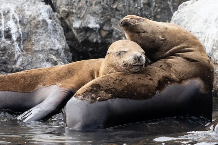 a seal swimming in the water