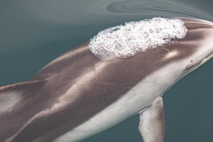 a close up of a dolphin