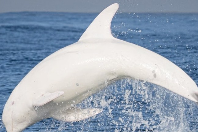a dolphin jumping out of a body of water