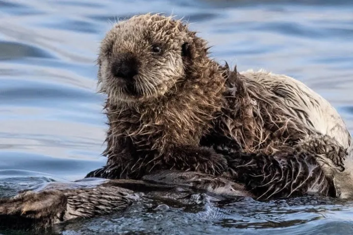 a dog swimming in a body of water