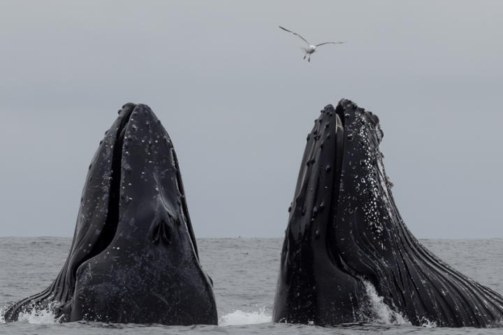a whale jumping out of the water
