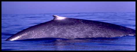 a whale swimming under water