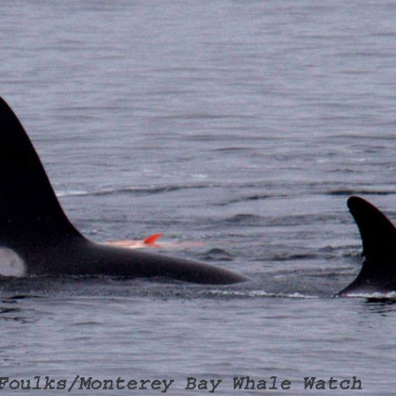 a dolphin swimming in a body of water