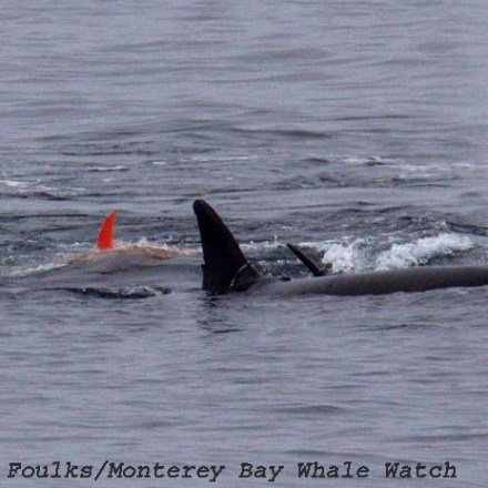 a dog swimming in a body of water