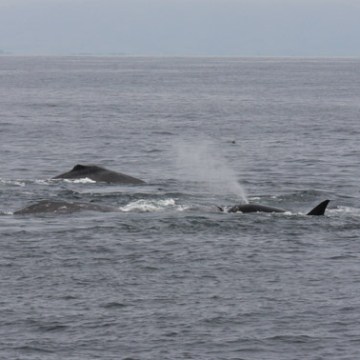 a whale jumping out of the water