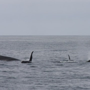 a whale jumping out of the water