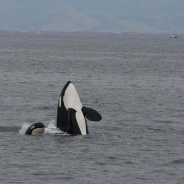 a body of water next to the ocean