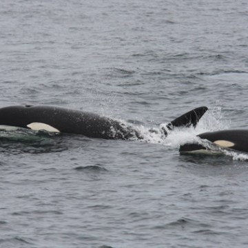 a dog swimming in a body of water