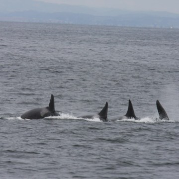 a dolphin jumping out of a body of water
