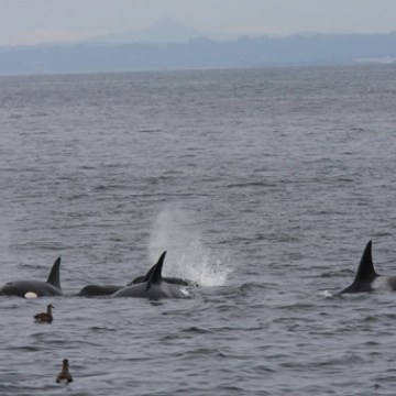 a dolphin swimming in a body of water