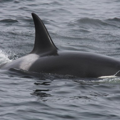 a dolphin jumping out of the water